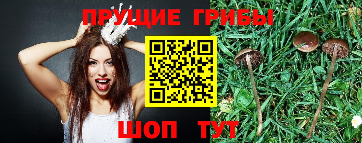 Галлюциногенные грибы Psilocybe  Псилоцибиновые грибы Psilocybe  Черногорск  Вход с VPN 